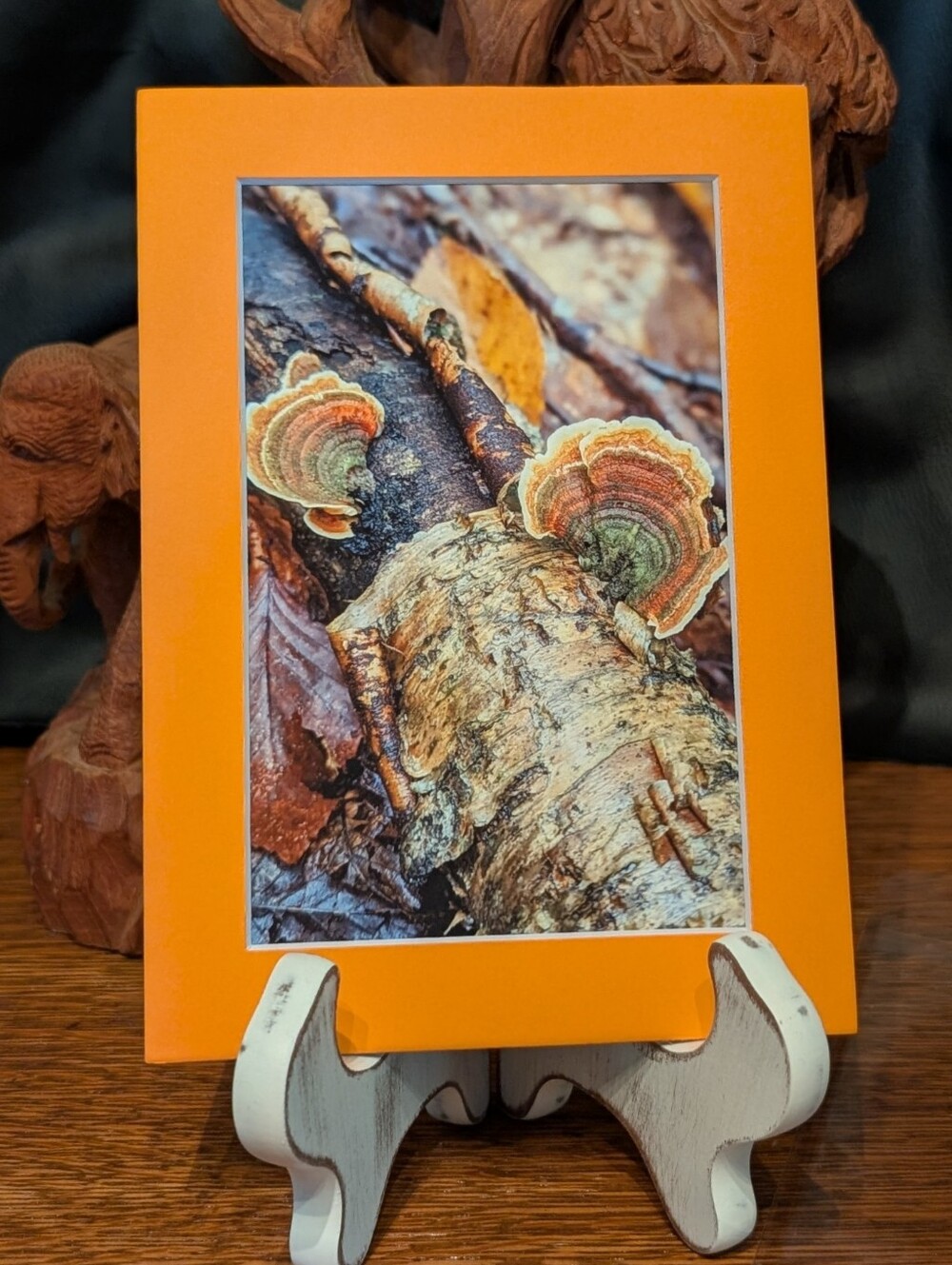Original Mushroom Photography 5x7 Orange Matted Print